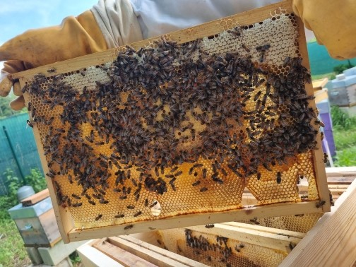Cadre de ruche avec miel